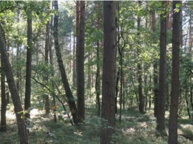 Grunt na sprzedaż w Rusinów, Mazowieckie
