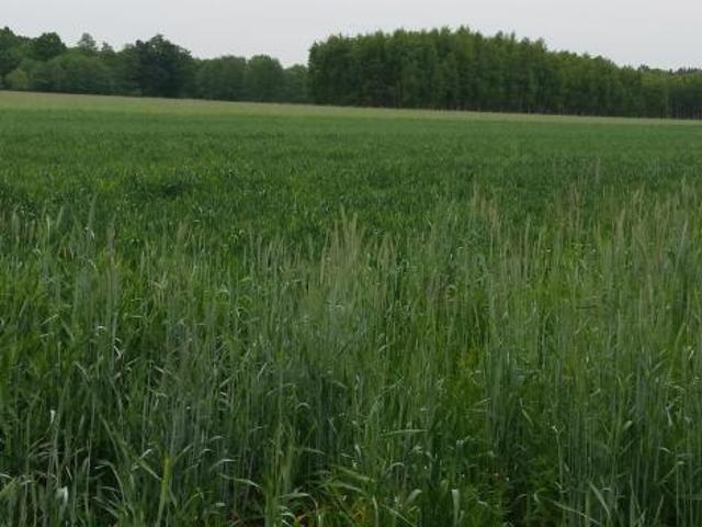 Grunt na sprzedaż w Długołęka, Dolnośląskie