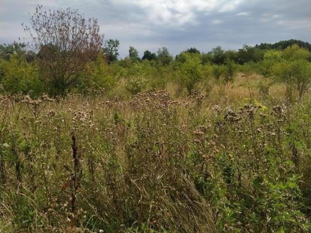 Grunt na sprzedaż w Pyrzyce, Zachodniopomorskie