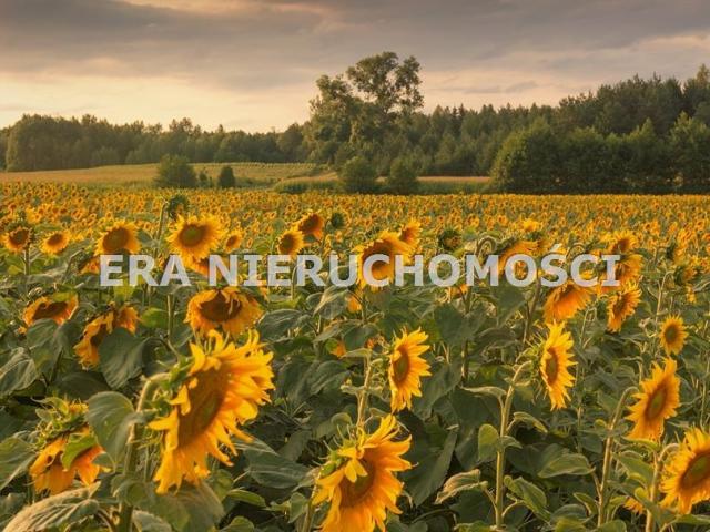 Grunt na sprzedaż w Gródek, Podlaskie