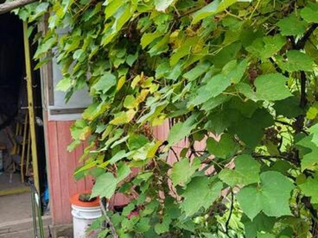 Grunt na sprzedaż w Jastków, Lubelskie