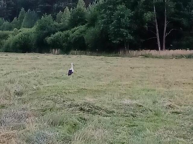 Grunt na sprzedaż w Strachówka, Mazowieckie