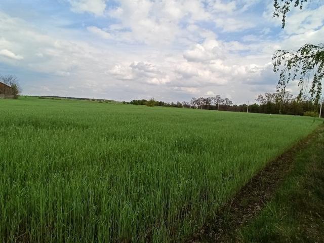 Grunt na sprzedaż w Szadek, Łódzkie