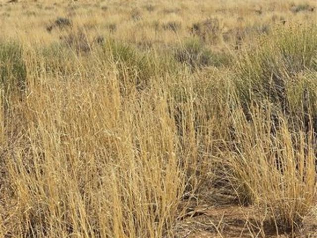 Land for sale in Blanca, Colorado