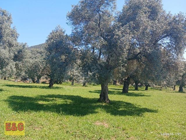 Bayindir, İzmir içerisinde satılık mülk