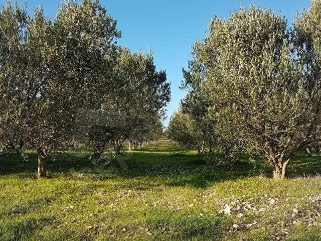 Şehit Mehmet Mahallesi, Çeşme içerisinde satılık Arsa