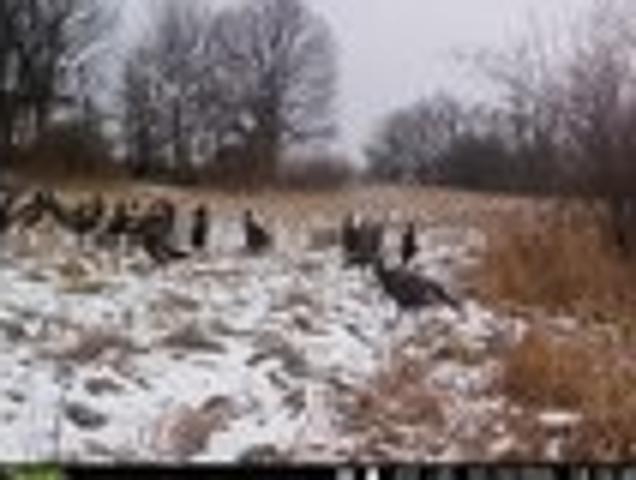 Land for sale in Grass Lake, Michigan