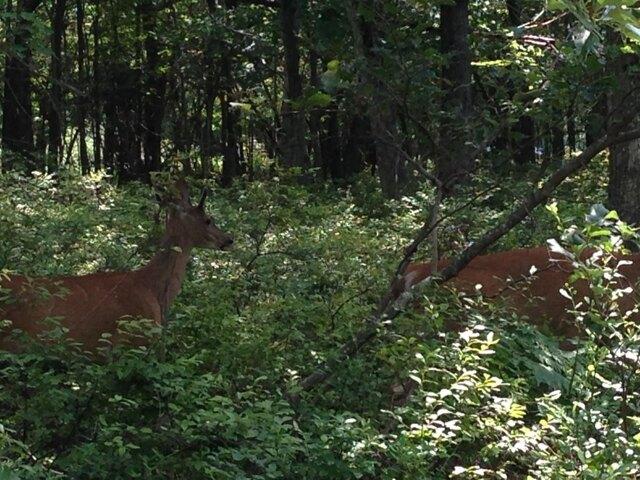 Land for sale in Albrightsville