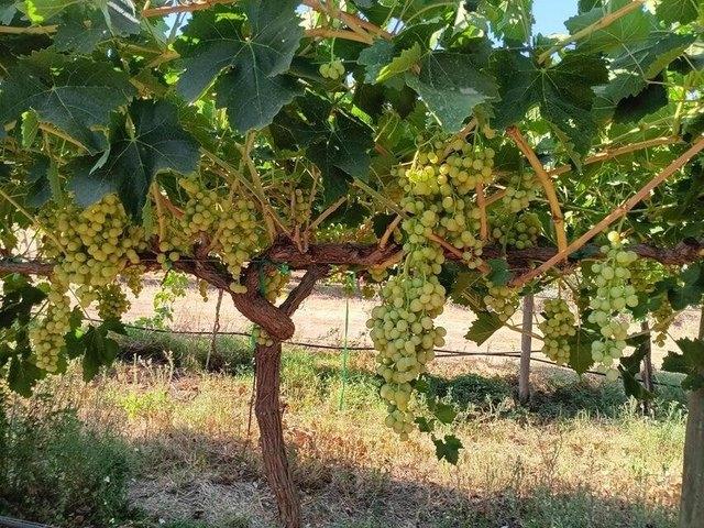 Farm for sale in Tulare, California