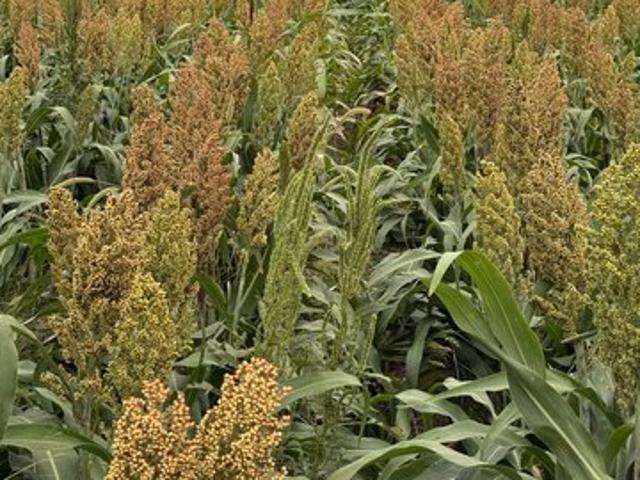 Land for sale in Kansas