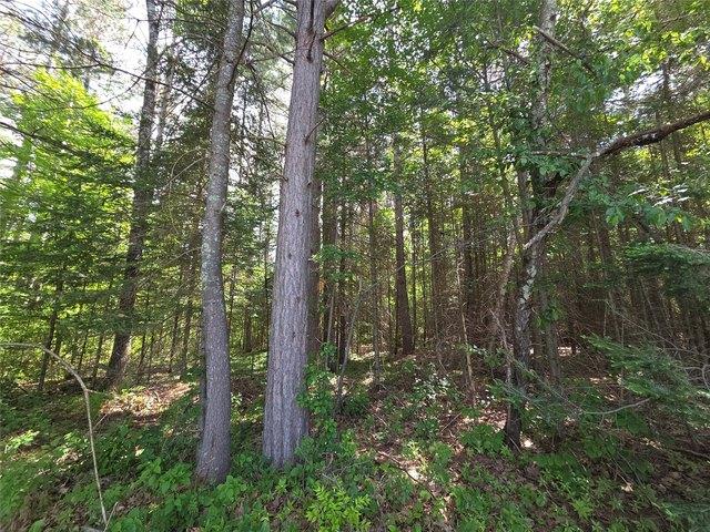 Land for sale in Phillips, Wisconsin