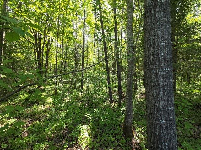 Land for sale in Phillips, Wisconsin