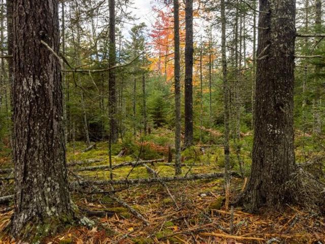 Land for sale in Surry, Hancock County