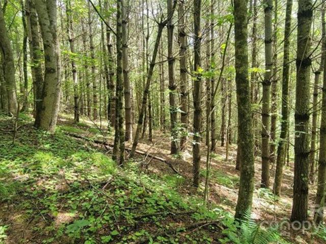 Land for sale in Yancey, North Carolina