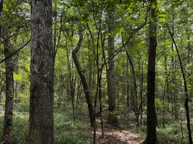 Land for sale in Mississippi