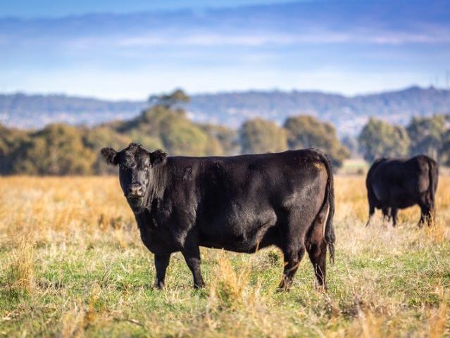 Acreage for sale in Belfrayden, New South Wales