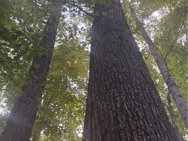 Land for sale in Wilkesboro, North Carolina