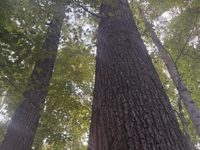 Land for sale in Wilkesboro, North Carolina