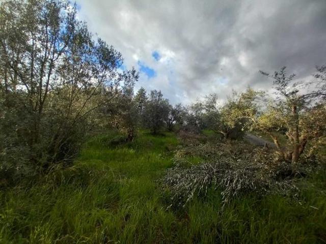 Terreno in vendita a Calabria, Cosenza