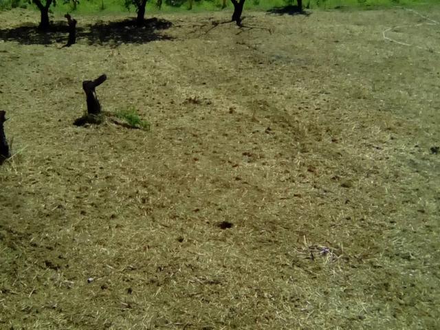 Terreno in vendita a Alife, Campania