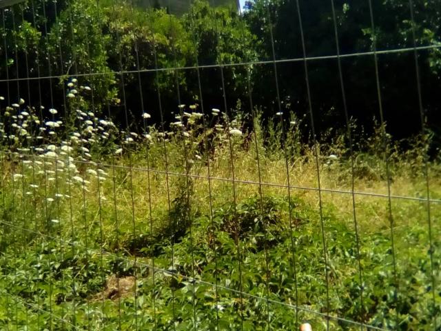 Terreno in vendita a Sant'antimo, Campania