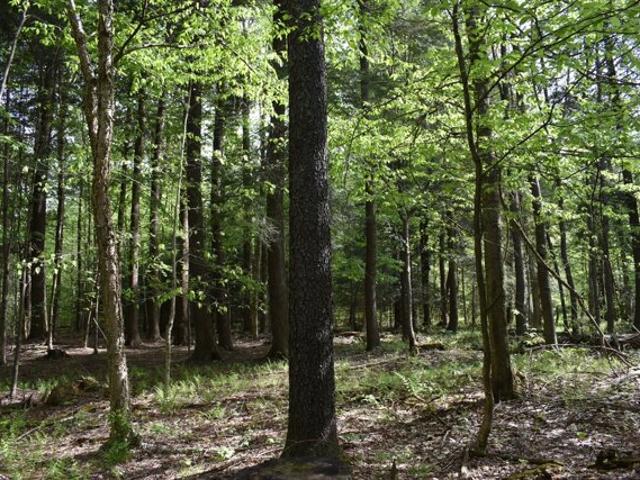 Land for sale in Dayton, New York