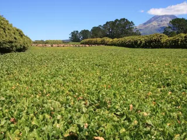 House for sale in Inglewood, Taranaki