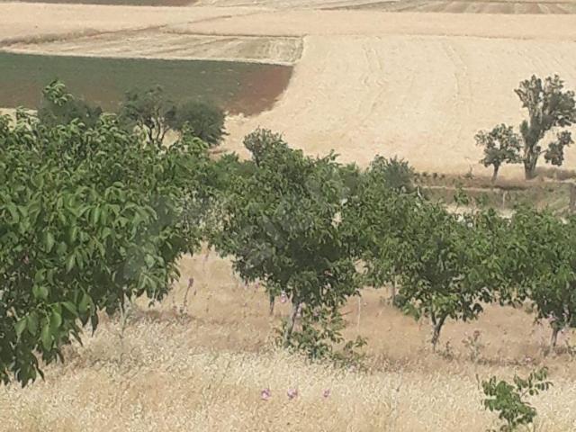 Yassıhüyük, Acıpayam içerisinde satılık Arsa
