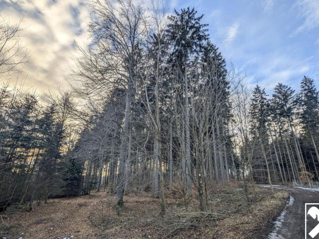 Grundstück kaufen in Aurachamhongar, Oberösterreich