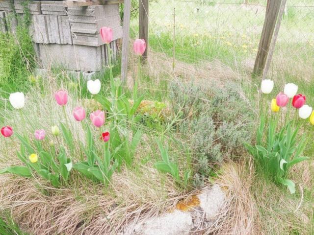 Haus kaufen in Groß Gerungs, Niederösterreich