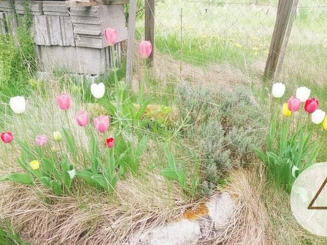 Einfamilienhaus kaufen in Groß Gerungs, Niederösterreich