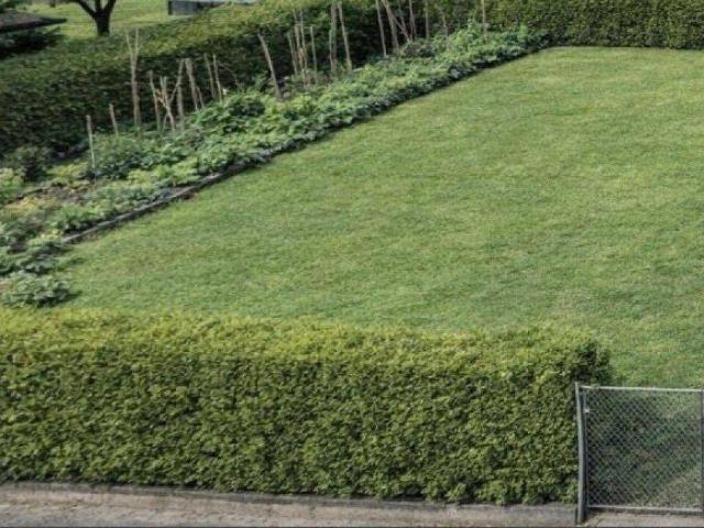 Immobilie kaufen in Neuhofen im Innkreis, Oberösterreich