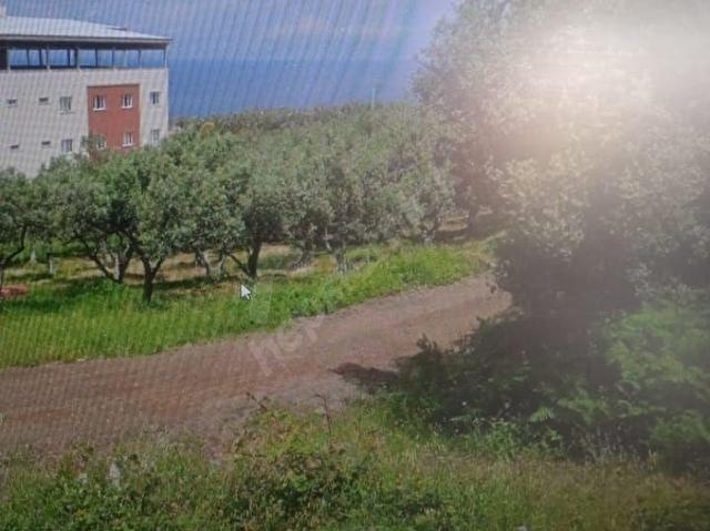Çınarcık içerisinde satılık Arsa