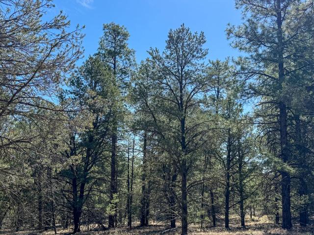 Land for sale in Ramah, New Mexico