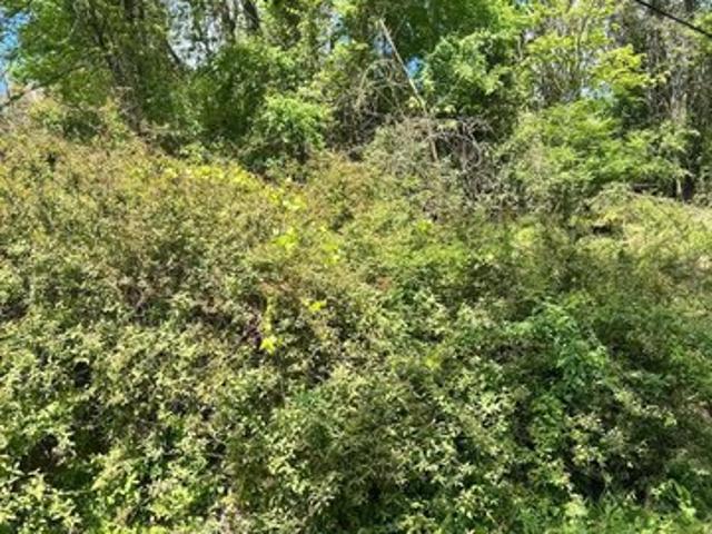 Land for sale in Kingwood, West Virginia