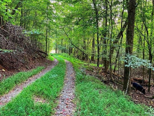 Land for sale in Gilmer, Georgia