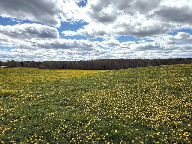 Land for sale in Birnamwood, Wisconsin