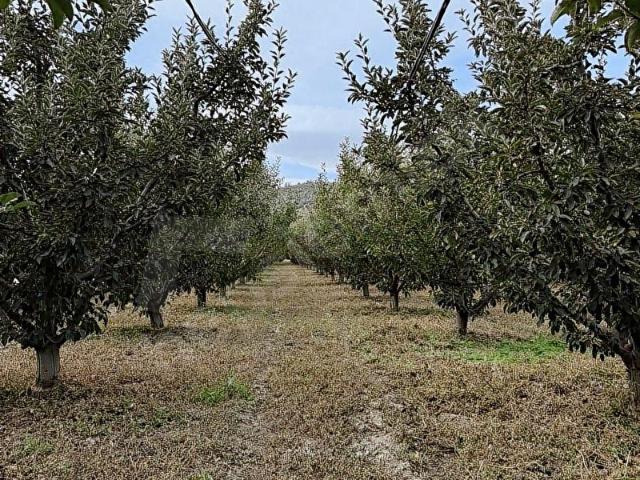Elmali, Antalya içerisinde satılık Arsa