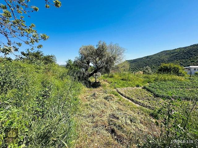 Milas, Muğla içerisinde satılık mülk