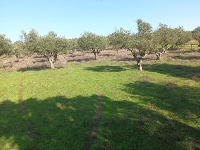 Terreno venda em Elvas, Portalegre
