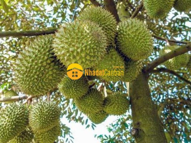 Mặt bằng bán