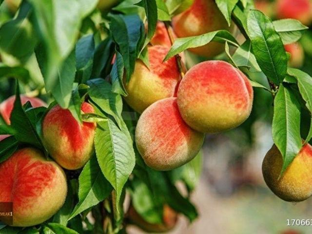 Hadırlı Mahallesi, Seyhan içerisinde satılık Arsa