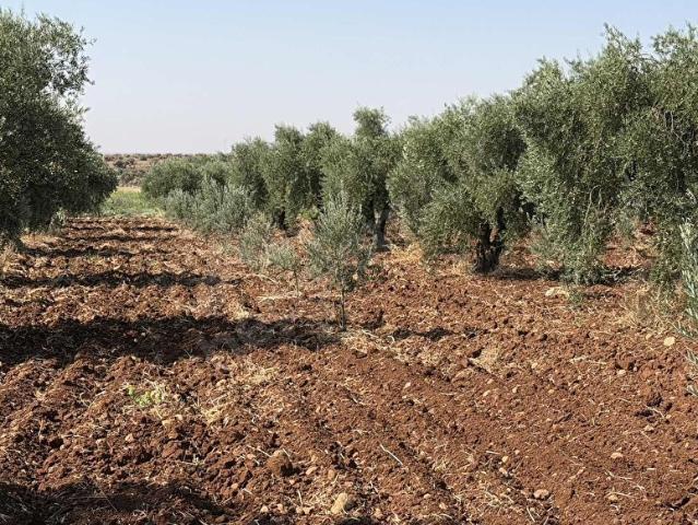 İnanlı Köyü, Kilis Merkez içerisinde satılık mülk