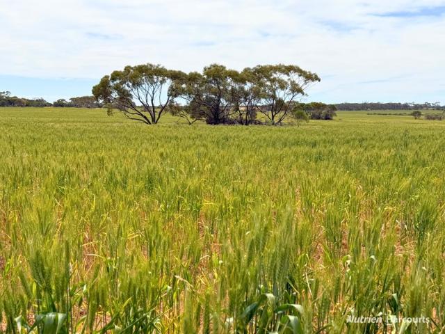 Property for sale in Karroun Hill, Shire Of Mount Marshall