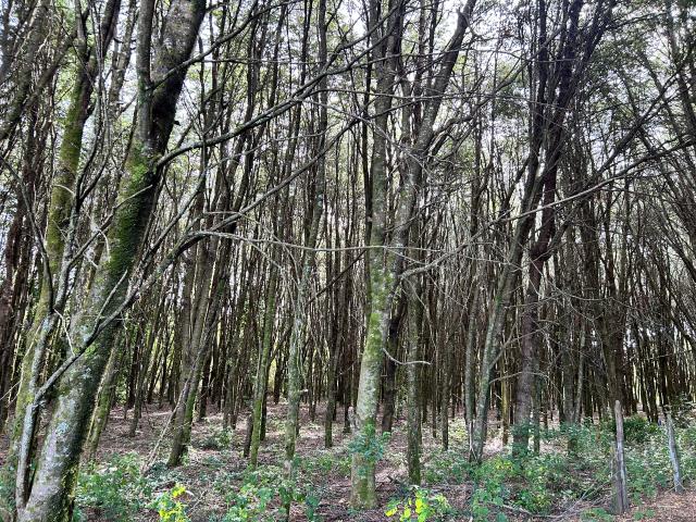 en LOS LAGOS