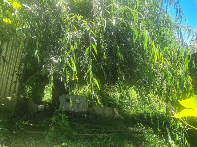 en PANGUIPULLI