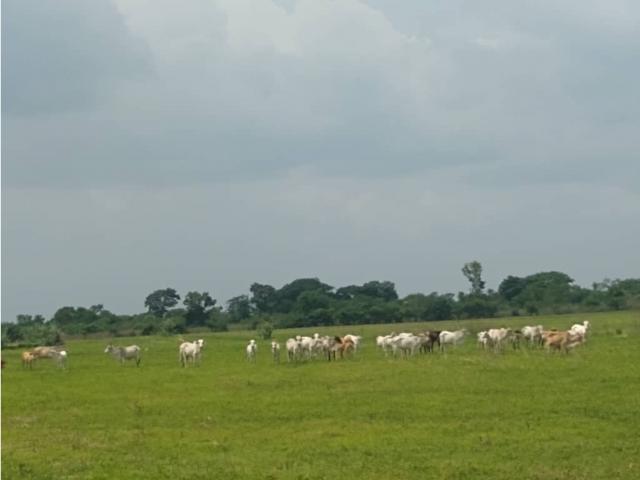 Finca en venta en Roscio, Guárico