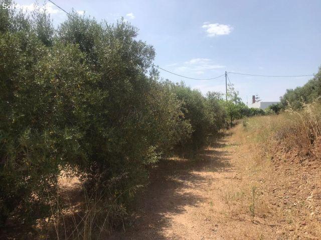 Local Comercial en venta en Baix Camp, Catalunya