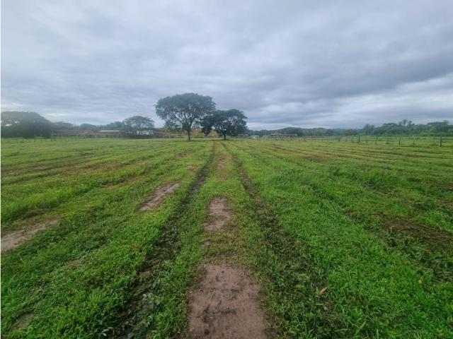 Finca en venta en San Carlos, Cojedes