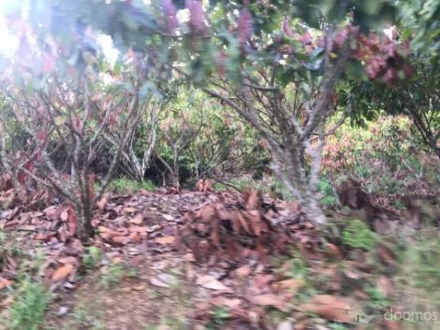Terreno venta en Santa Teresa, Cusco